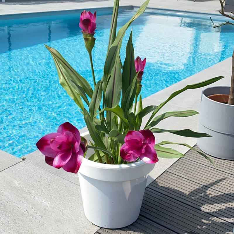 Gartenbepflanzung